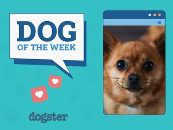 Dogster Photo Contest: Dogs of the Week Winners (July, 10 2025)