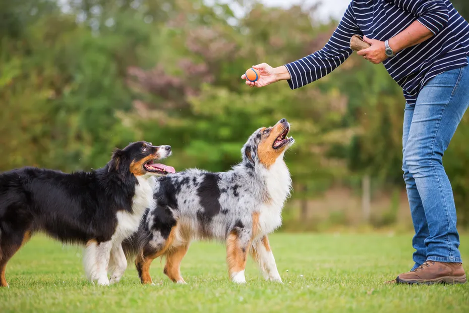 woman training two australian shepherd dogs outdoor with a ball