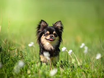 How Much Is a Teacup Chihuahua? 2026 Price Guide
