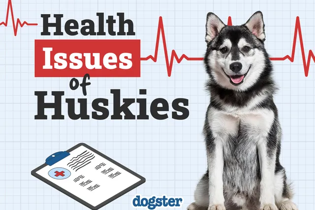8 Common Husky Health Problems: Vet-Approved Things to Watch For