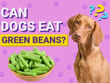 Can Dogs Eat Green Beans? Vet-Approved Feeding Facts