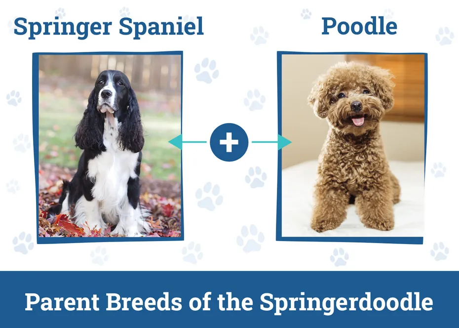 Parent Breeds of the Springerdoodle