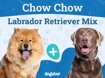 Chabrador Dog Breed: Info, Pictures, Care, & Facts