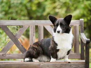 How Much Do Cardigan Welsh Corgis Cost? 2026 Price Guide