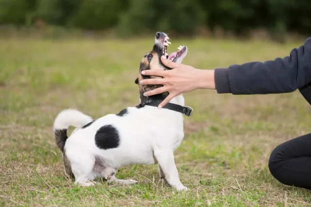 Why Are Smaller Dogs More Aggressive Than Larger Dogs? 4 Likely Reasons