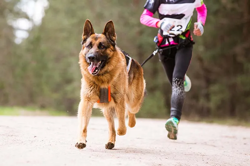 German Shepard and girl Musher canicross