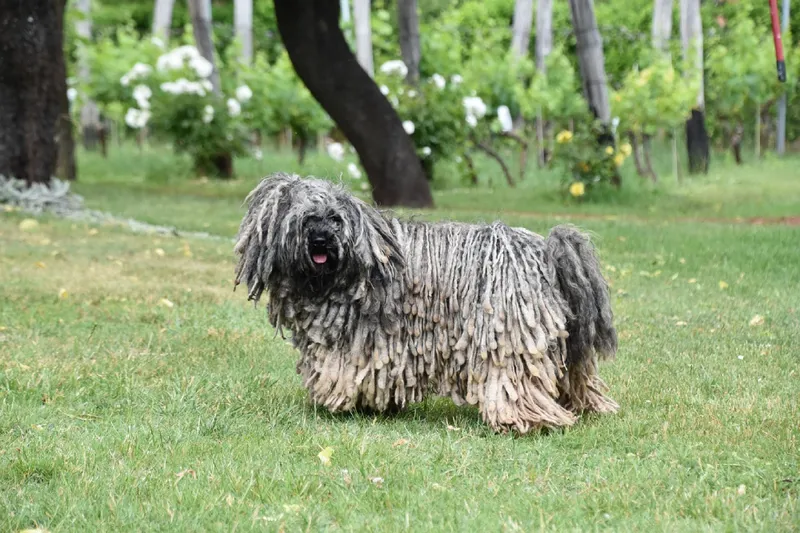 Puli dog standing outdoors