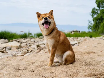 How Big Will My Shiba Inu Get? With Growth & Weight Chart