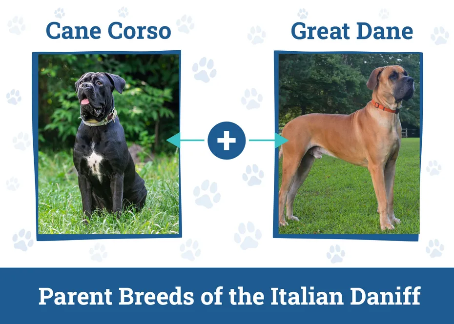 Parent Breeds of the Italian Daniff