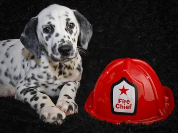 Why Are Dalmatians Associated With Firemen? Breed History in the Fire Service
