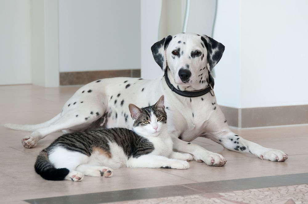 tabby cat laying with dalmatian
