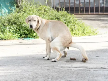 Why Does My Dog’s Poop Smell So Bad? 6 Vet-Reviewed Reasons