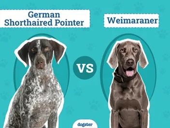 German Shorthaired Pointer vs Weimaraner: Key Differences (With Pictures)