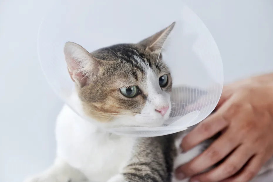 person holding a cat with e-collar