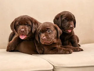 Labrador Retriever Puppies for Sale in Illinois: 2026 Breeders List