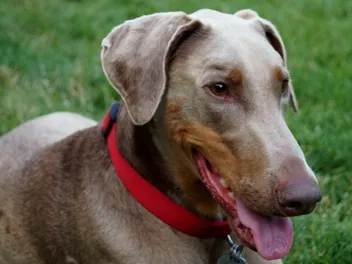Fawn Doberman Dog Breed: Info, Pictures, Origin & History