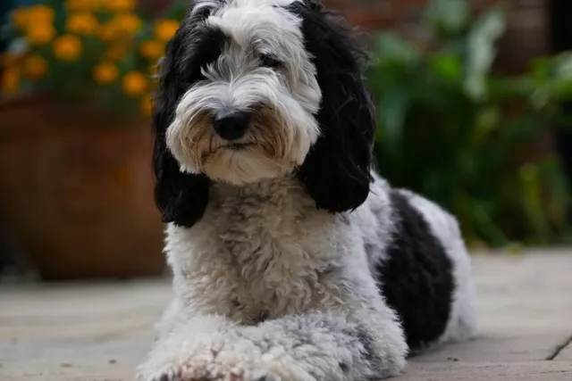 Parti Labradoodle: Info, Pictures, History & Origin