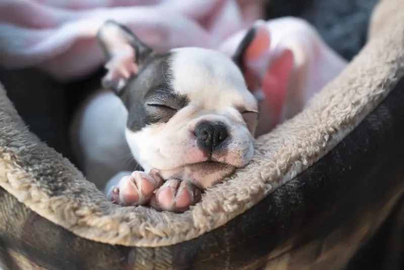 boston terrier puppy