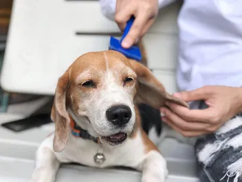 How to Groom a Beagle: 10 Vet Reviewed Bathing & Cleaning Tips