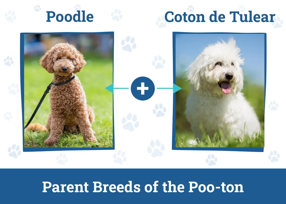 Parent Breeds of the Poo-ton
