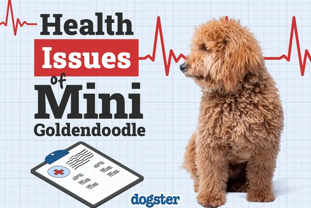 8 Mini Goldendoodle Health Issues: Signs & Care Tips