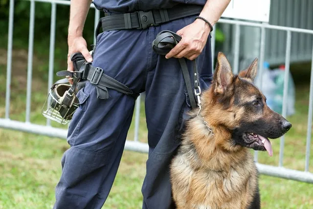 Bomb Sniffing Dogs: What They Do & How They Are Trained