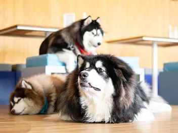 Are Dog Cafes Good for Dogs? What to Know Before You Go