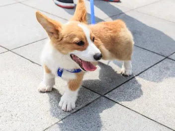 Teacup Corgi: Info, Pictures, Origin & History