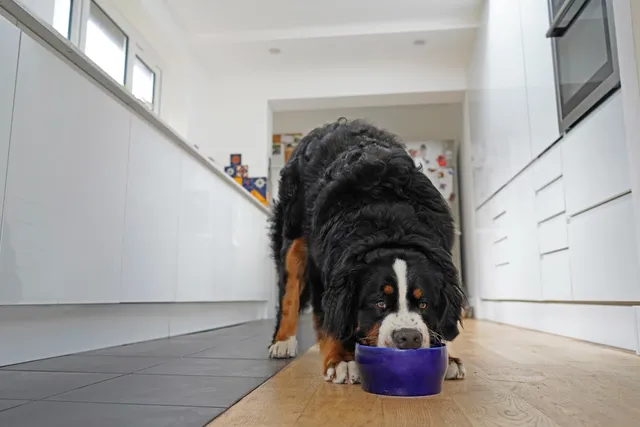 Why Do Dogs Guard Their Food? 5 Vet-Verified Reasons & Treatment