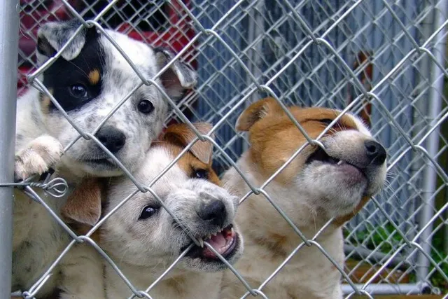 Puppy Mill Awareness Day 2026: What It Is & When It's Celebrated