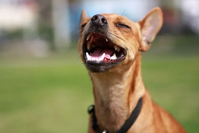 Why Is My Dog's Throat Swollen? 7 Common Vet-Reviewed Causes