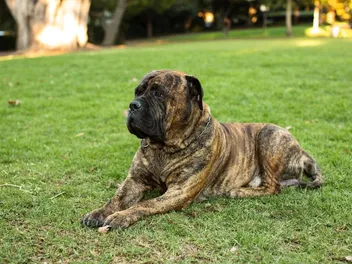 9 Common Bullmastiff Colors and Patterns (With Pictures)