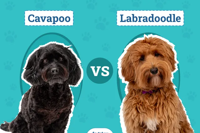 Cavapoo vs Labradoodle: The Differences Explained (With Pictures)