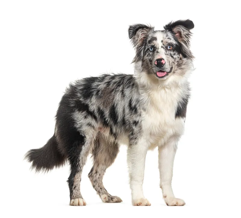 blue-merle-bi-color-australian-shepherd