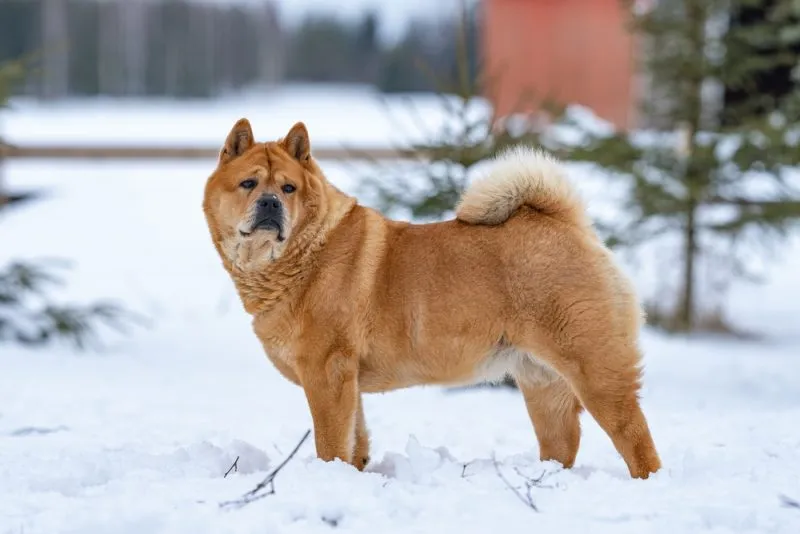 Wintertime portrait of a red short-haired smooth chow chow