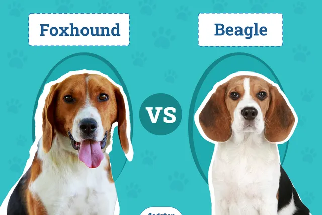 Foxhound vs Beagle: Vet-Reviewed Differences (With Pictures)