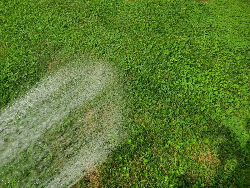 Grass sprayed after dog peed