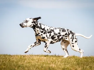 Top 10 Fastest Dog Breeds in the World (With Info & Pictures)