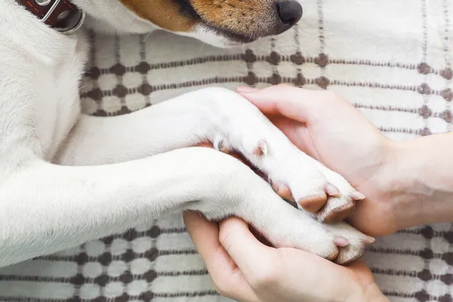 If Your Pet Dies at the Vet Do You Still Pay? Vet Explanation & Advice