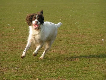 5 Great Off-Leash Dog Parks in El Paso, TX in 2026 (With Pictures)