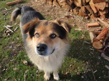 Do Coyote Dog Mixes Exist? The Surprising Answer!
