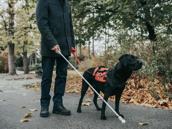10 Types of Service Dogs & What They Do: Vet-Verified Info (With Pictures)