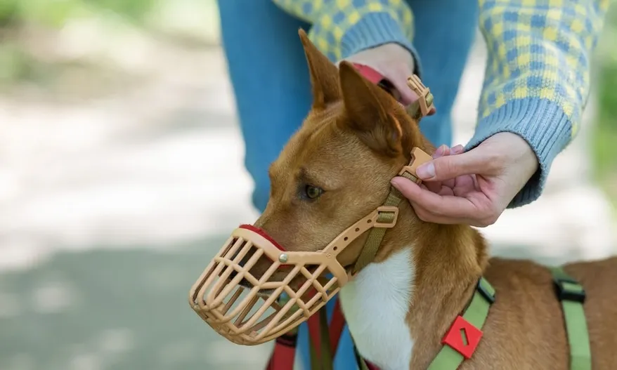 putting muzzle on dog