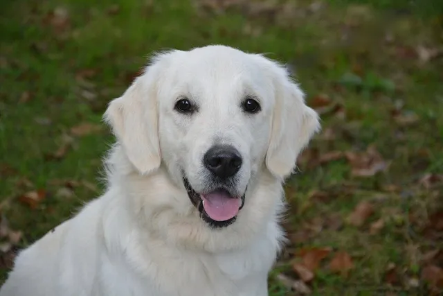 English Cream (White) Golden Retriever: Info, Pictures, History & More