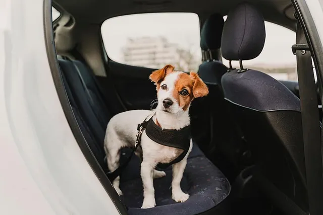 Are Dogs Allowed in Ubers? 2026 Pet Policies & FAQ