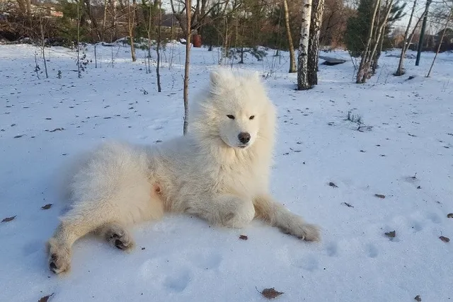 9 Russian Dogs: Breed Information & Descriptions (With Pictures)