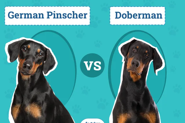 German Pinscher vs Doberman: The Differences (With Pictures)