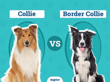 Collie vs Border Collie: Key Differences (With Info & Pictures)