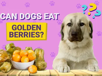 Can Dogs Eat Golden Berries? Vet-Approved Nutrition Advice