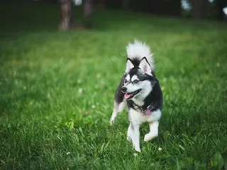 Miniature Alaskan Klee Kai Dog Breed: Info, Pictures, Care & More